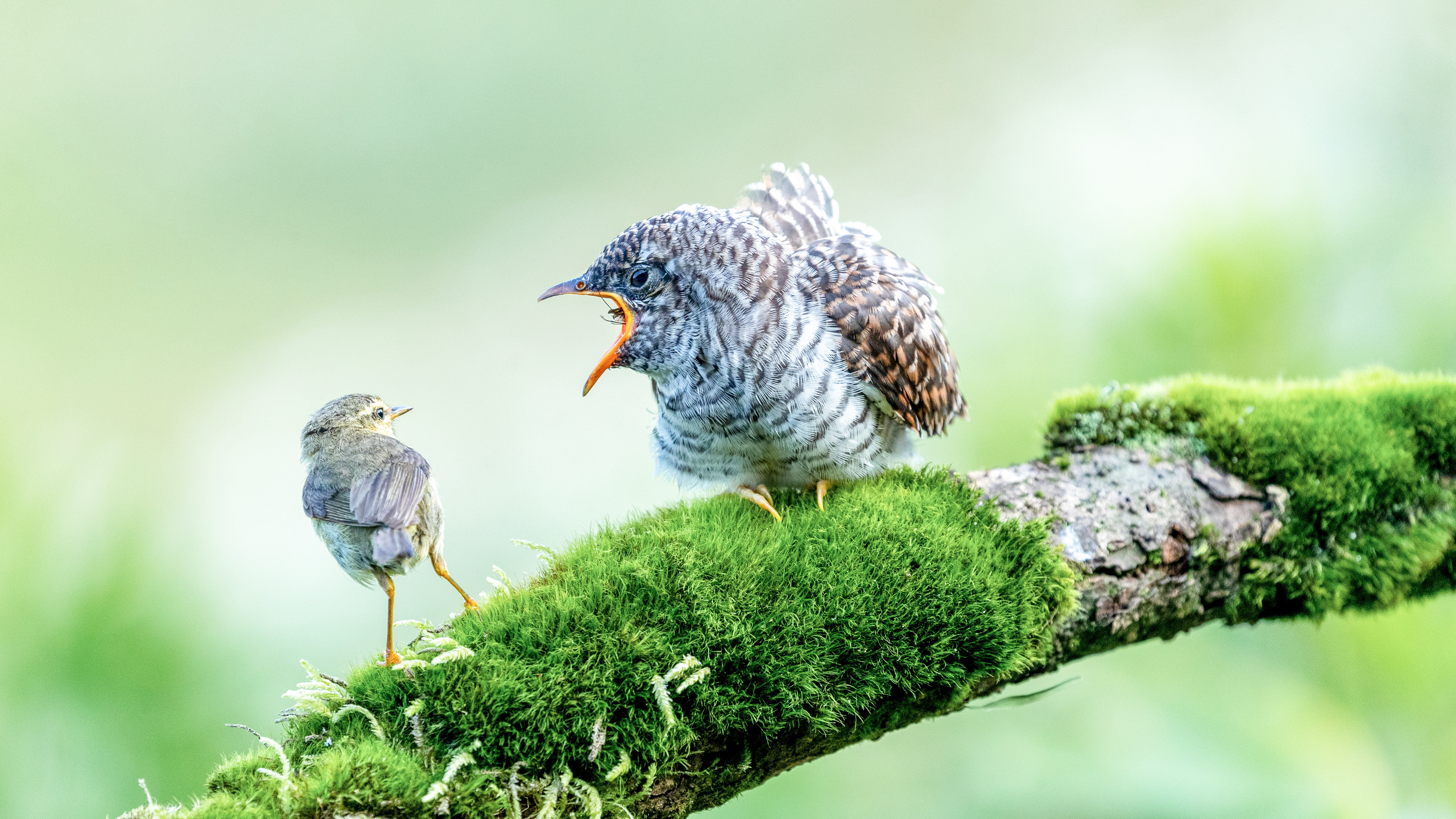 8月23日在重庆市南川区金佛山自然保护区拍摄的黄腹柳莺喂养杜鹃幼鸟