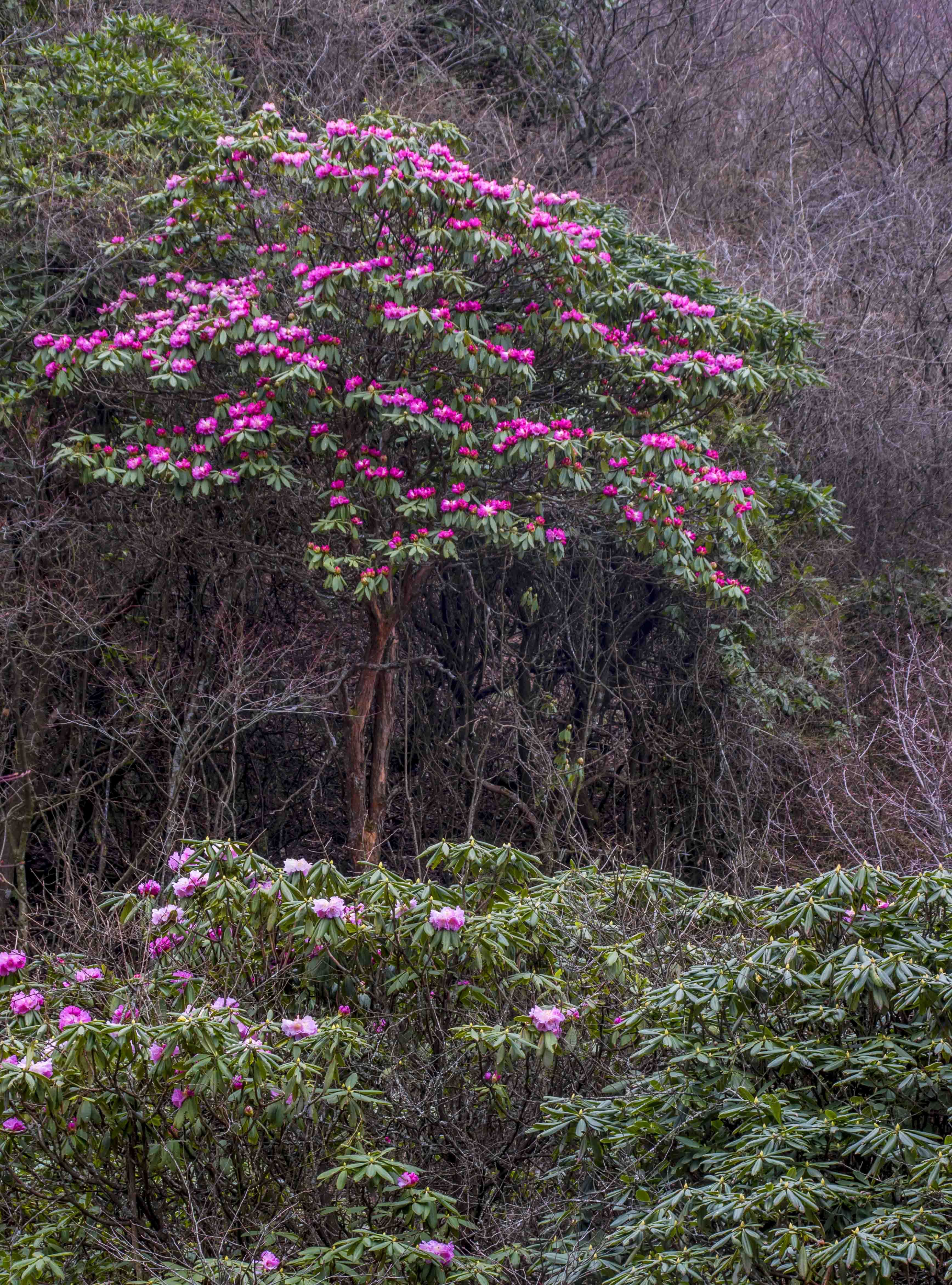 高山杜鹃属于国家二级濒危植物,每年四月,高山杜鹃陆续绽放,花期持续