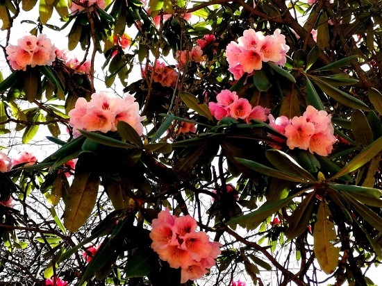 重庆城口杜鹃花开映山红