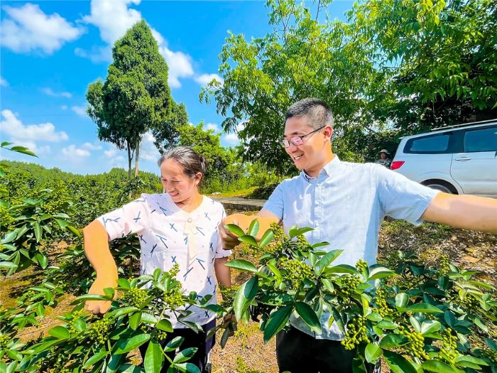 文鹏杰（右）查看花椒长势。
