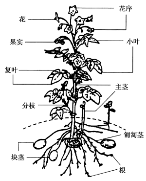 红薯根茎叶结构图图片