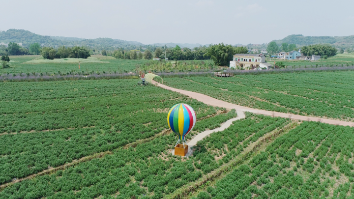 图为万亩花田种植区，拍摄于2020年9月30日，位于高升镇太和村，拍摄者陈可欣.jpeg