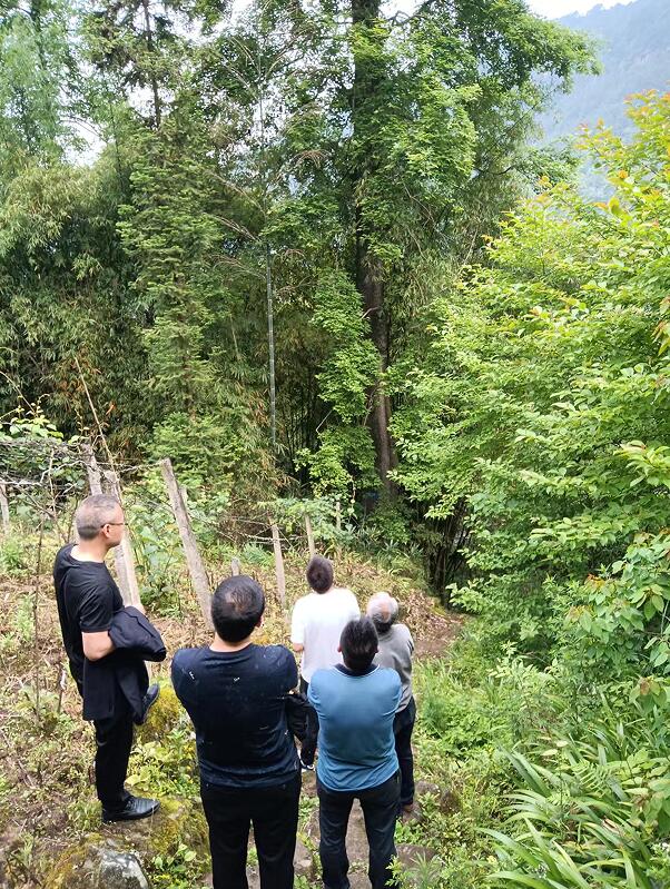 南宾街道:定期为名木古树巡护体检-石柱手机台