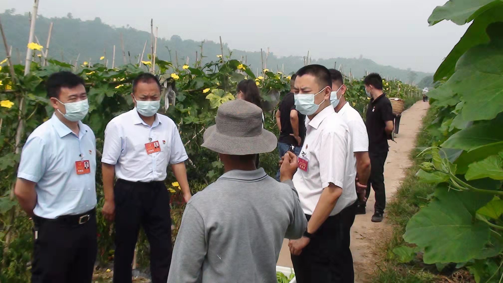 香龍鎮人大代表視察大埡村蔬菜種植園