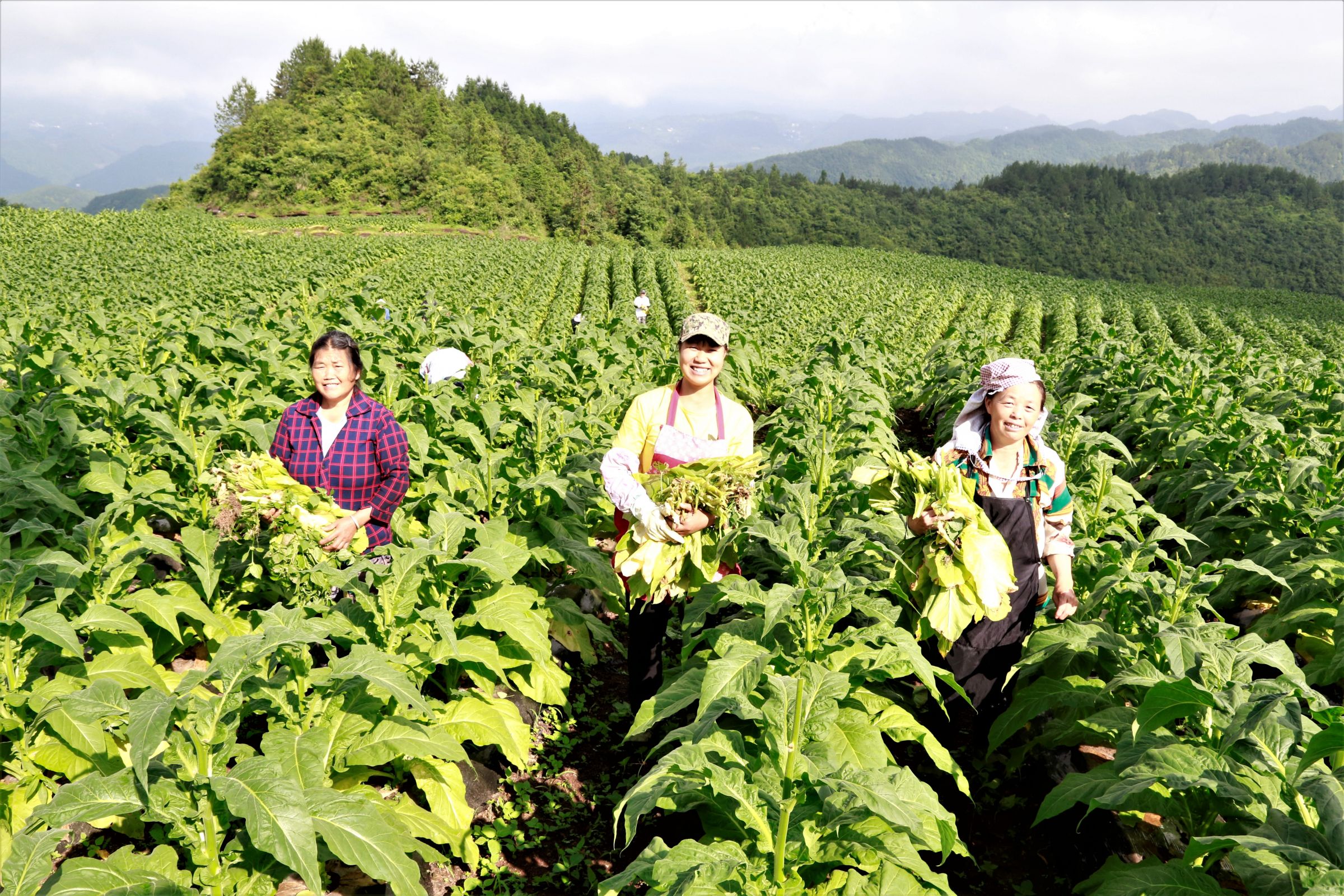 村民给烤烟扫脚叶