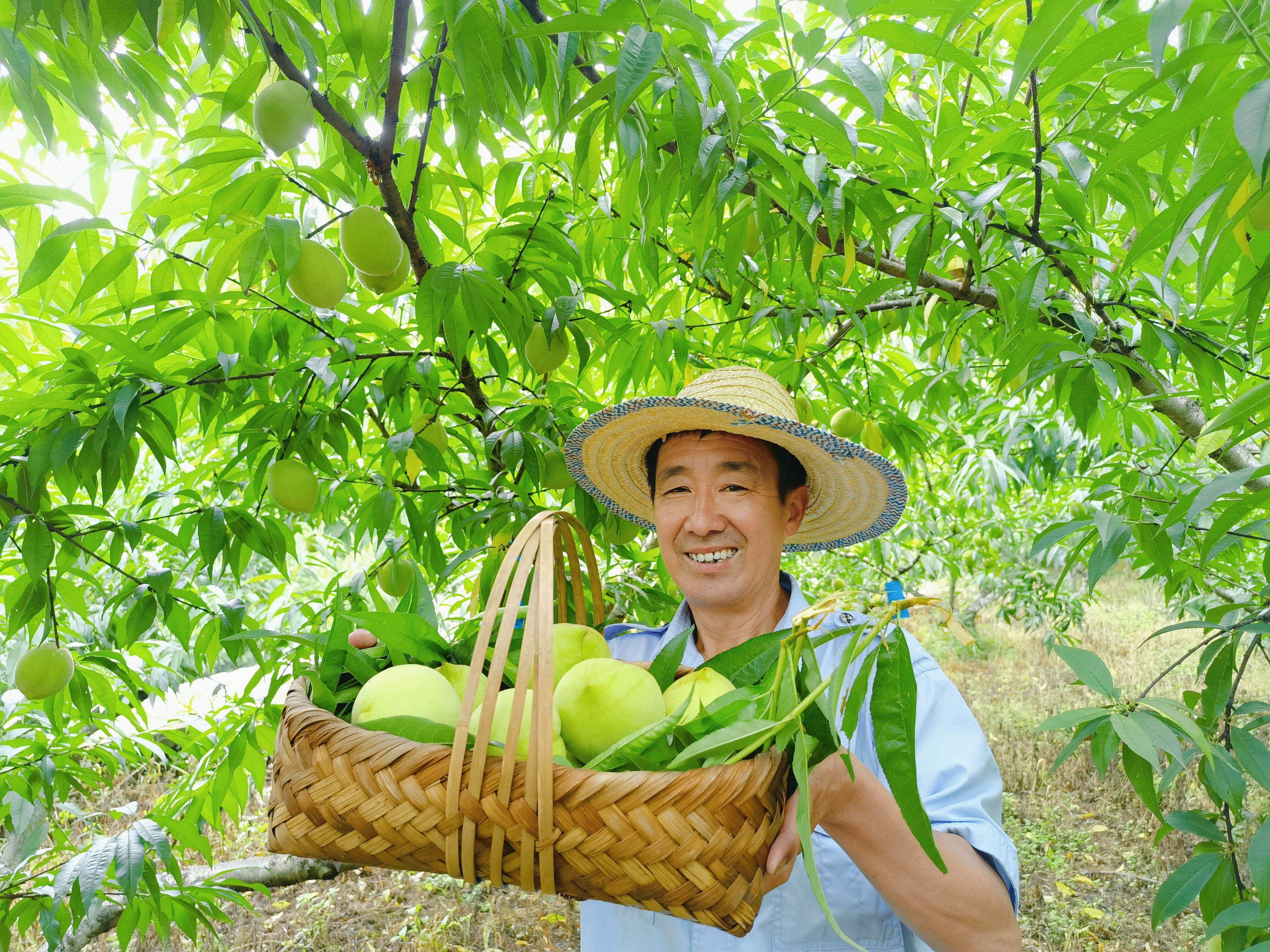 安稳镇麻沟“六月桃”成熟，村民采摘桃子。（摄影：张丽华）