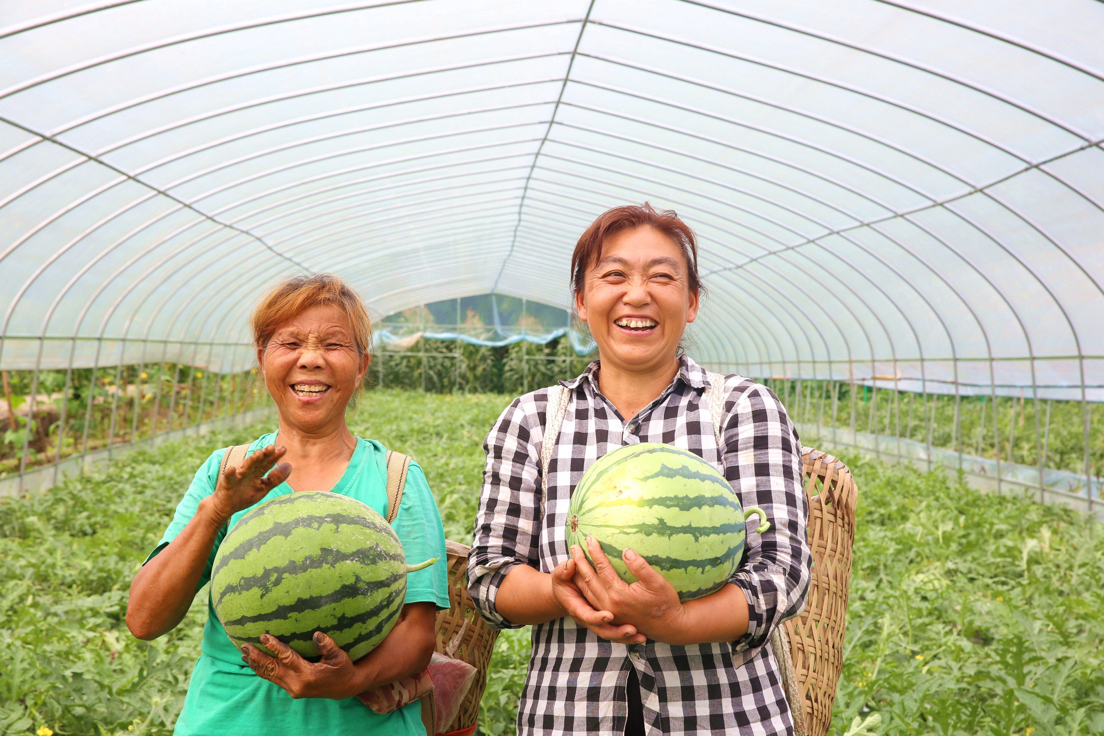 隆盛鎮(zhèn)中橋村忠信水果種植農(nóng)場20余畝西瓜豐收。（攝影：張夢寒）