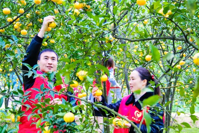 谭必伟家庭爱心助农，为困难家庭采摘销售农产品。
