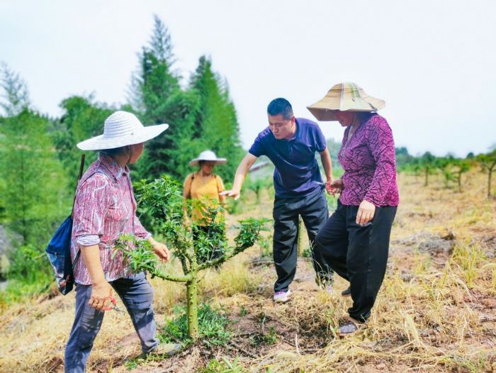 张升平指导老百姓修剪花椒枝。
