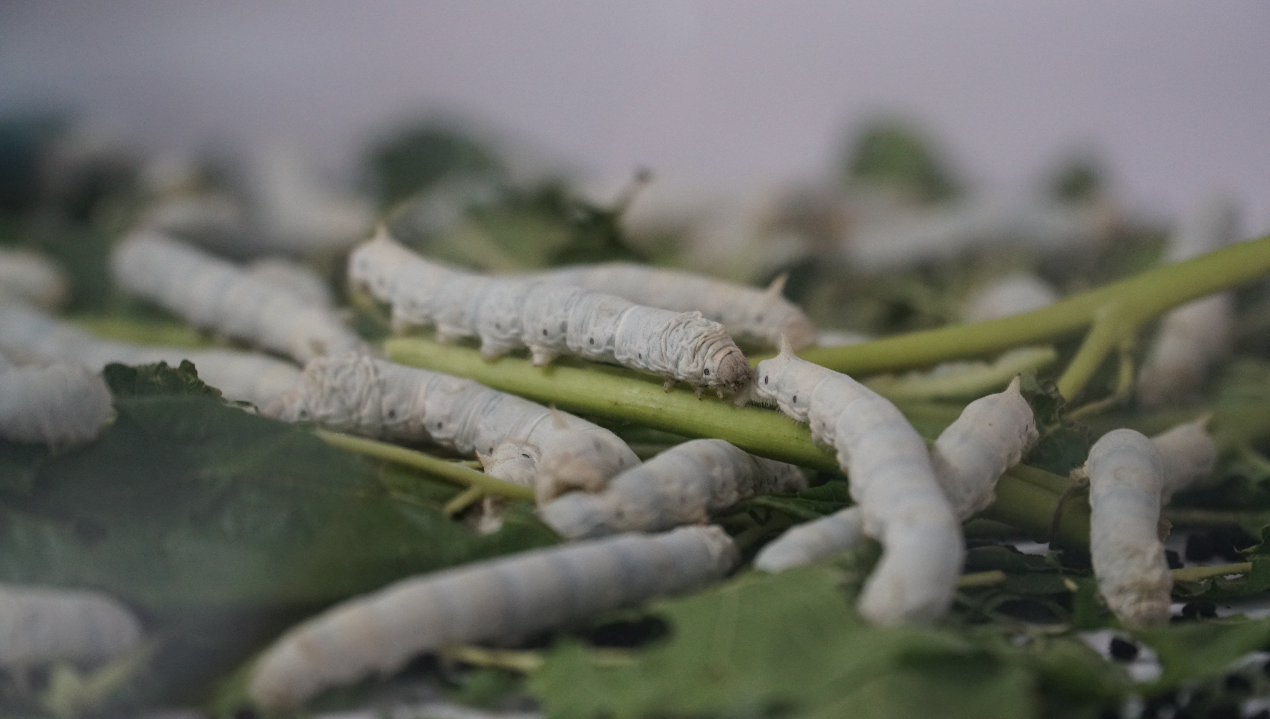 在希望的田野上 重庆大足 一片桑一只蚕一项大产业 重庆手机台