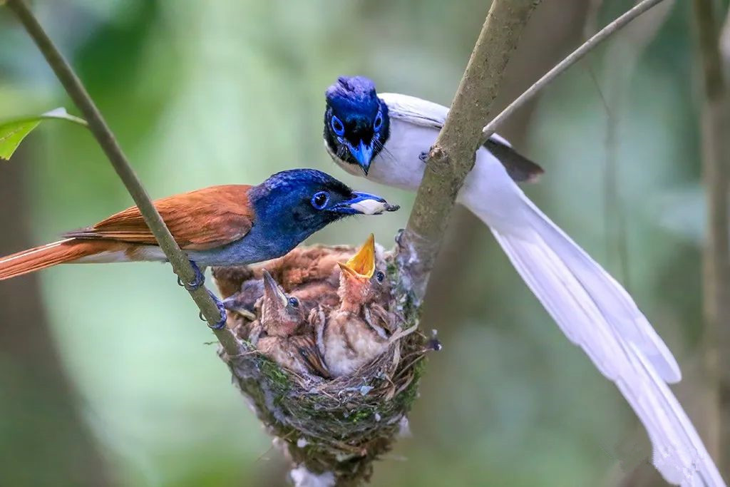 重庆巫山林中仙子寿带鸟