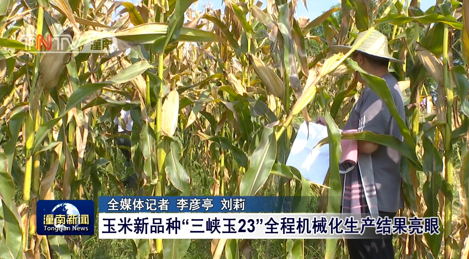 玉米新品种“三峡玉23”全程机械化生产结果亮眼