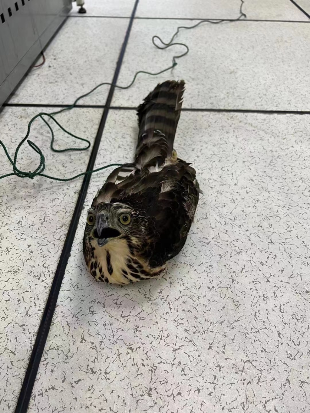 飞入居民家中的大鸟。重庆九龙坡警方供图