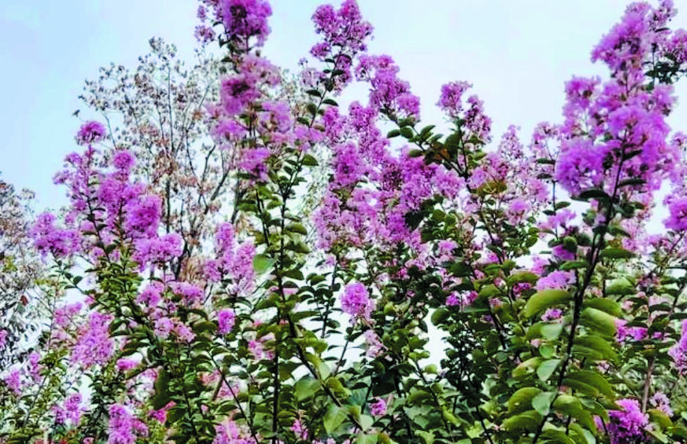 紫薇误认夏日到 花开二度更倾城3