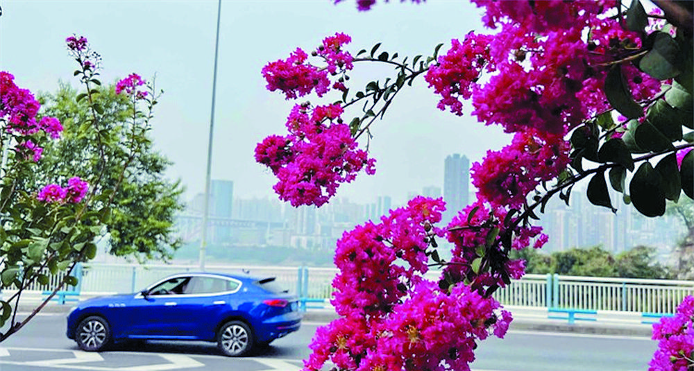 紫薇误认夏日到 花开二度更倾城1