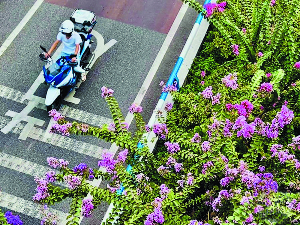 紫薇误认夏日到 花开二度更倾城4