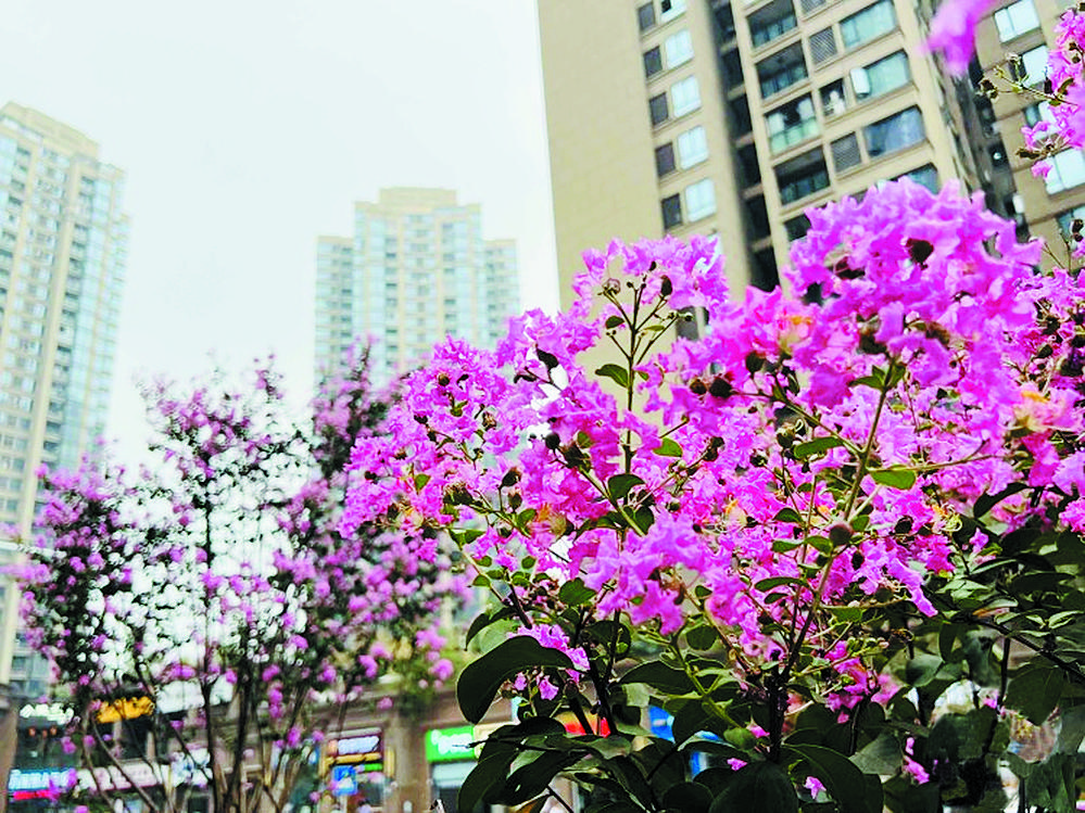 紫薇误认夏日到 花开二度更倾城2