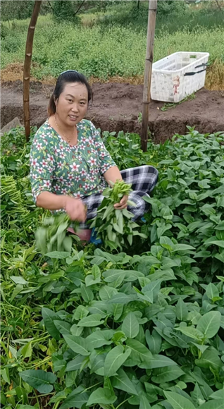 九龙坡西彭镇梓槐村，村民正在采摘藤藤菜，以期抢抓时间整治土地增种速生叶菜。记者 邬姜 供图