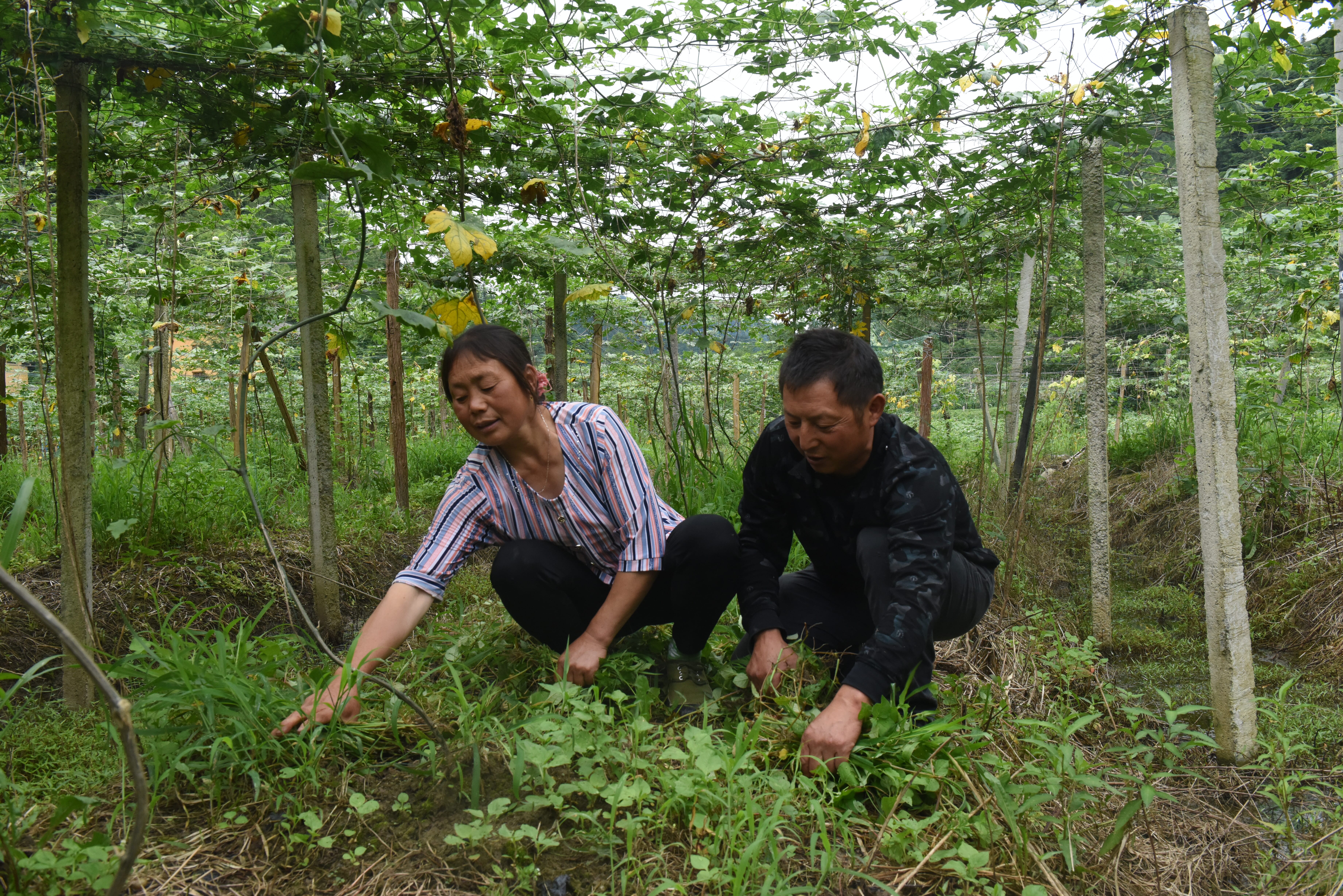 向大忠（右）邹小珍（左）在返包的瓜蒌基地除草 (4)_80_压缩.jpg