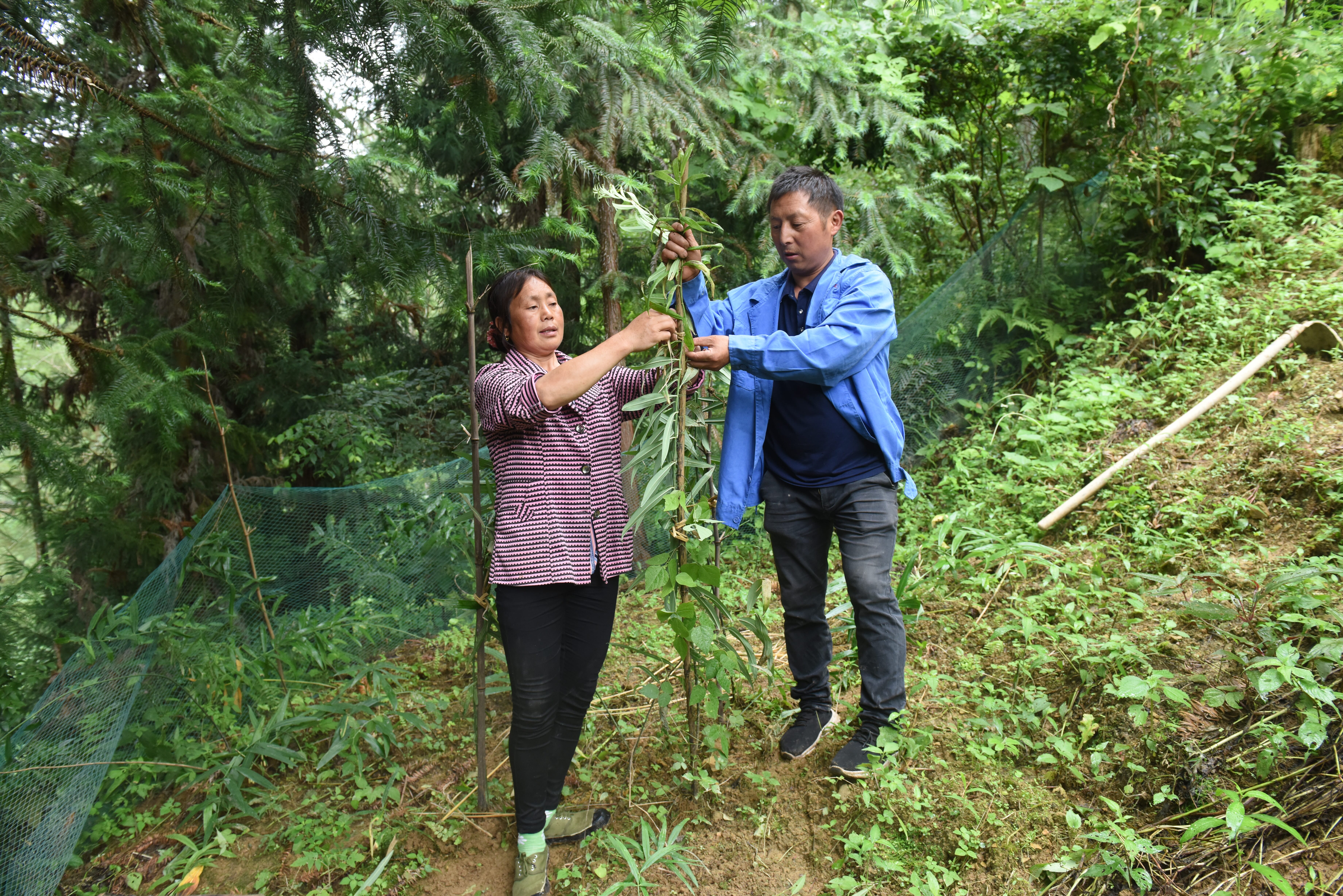 向大忠（右）邹小珍（左）在管理黄精 (3)_80_压缩.jpg