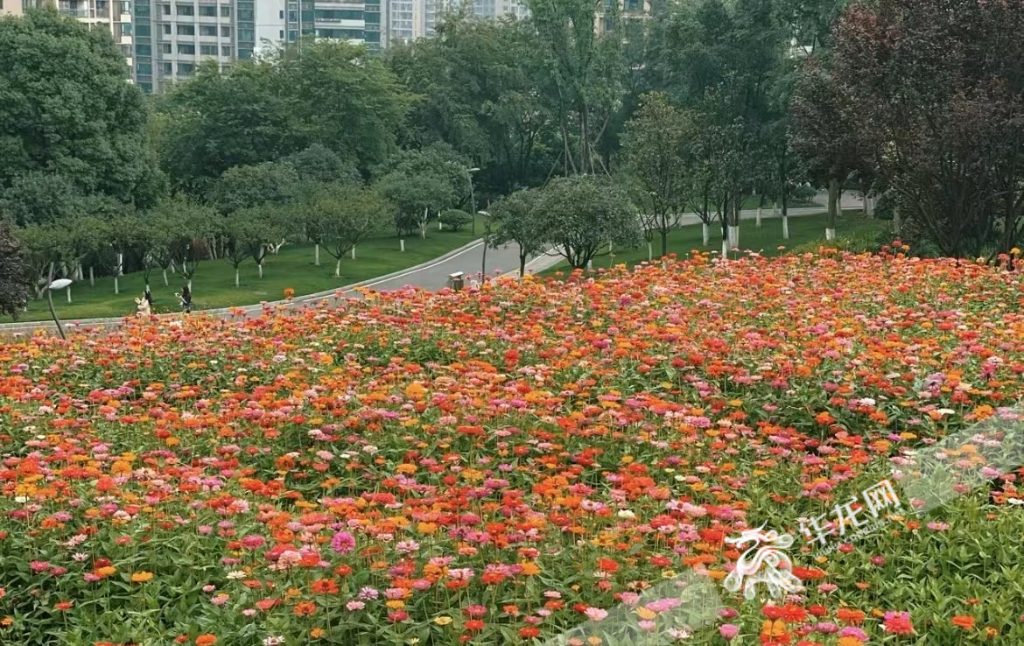 百日草花海