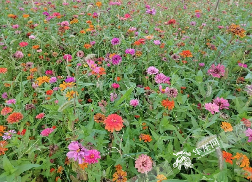 百日草花海