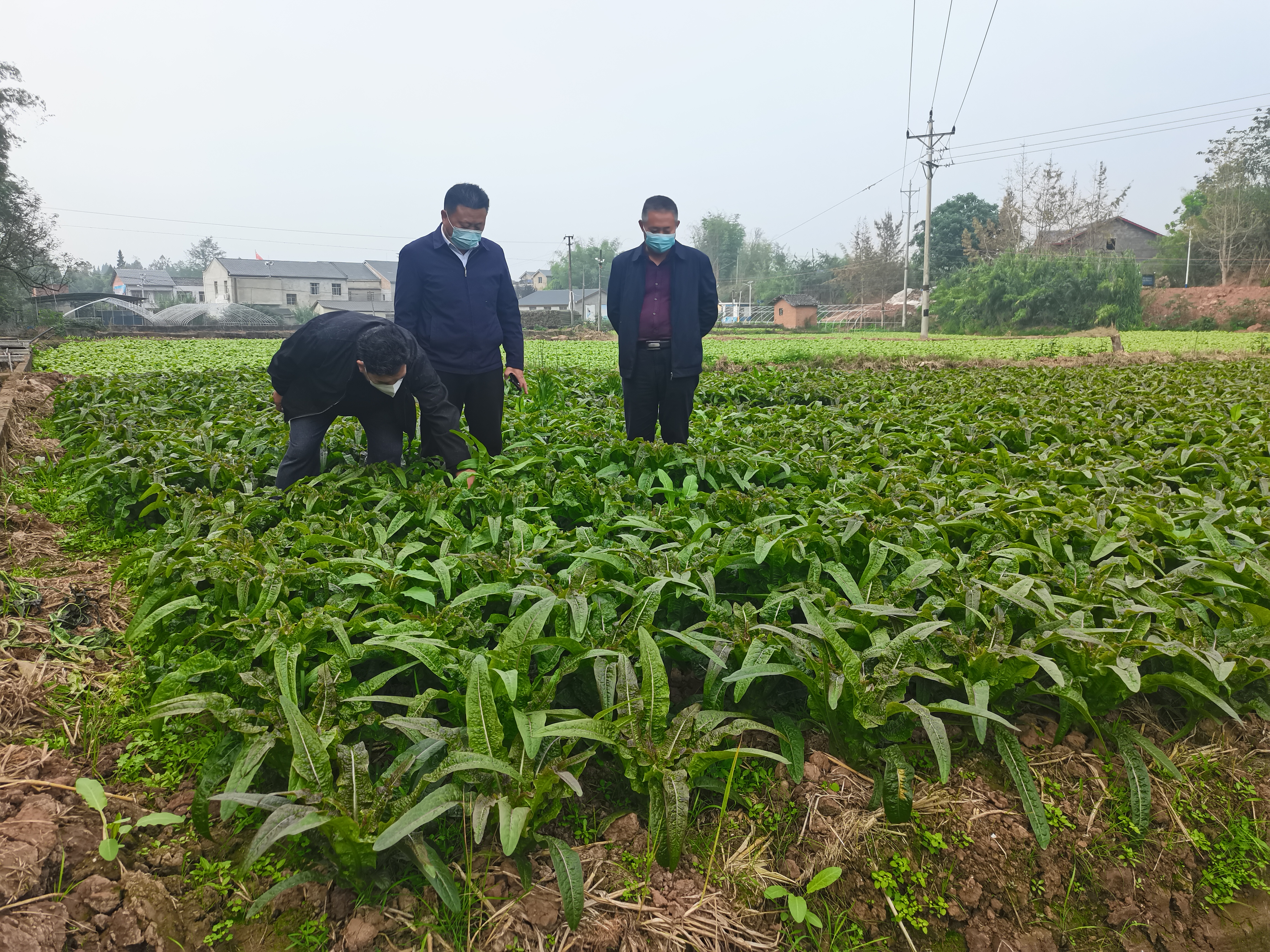 黄连蔬菜基地.jpg