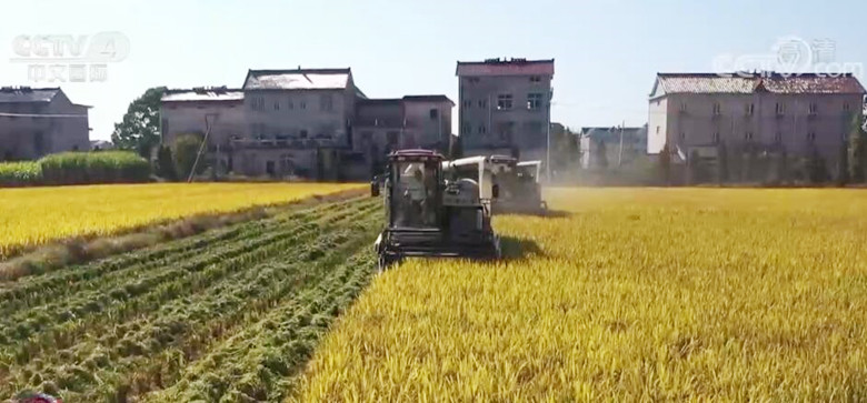 跳跃的鸟