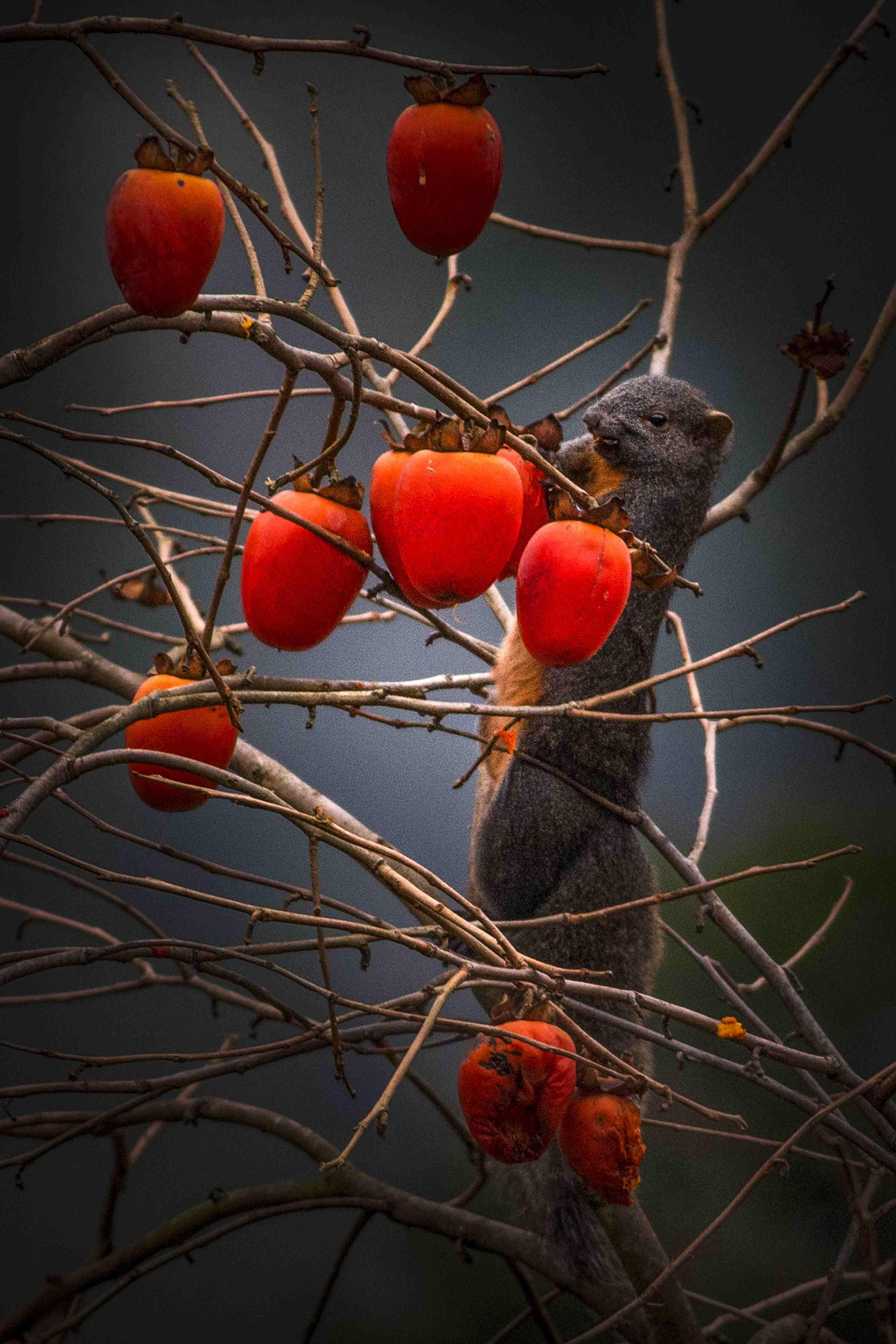 冬日里，一个个火红的柿子像沉甸甸的灯笼悬挂在綦江羊角红军街两旁的树枝上。（通讯员：蒲德贵）