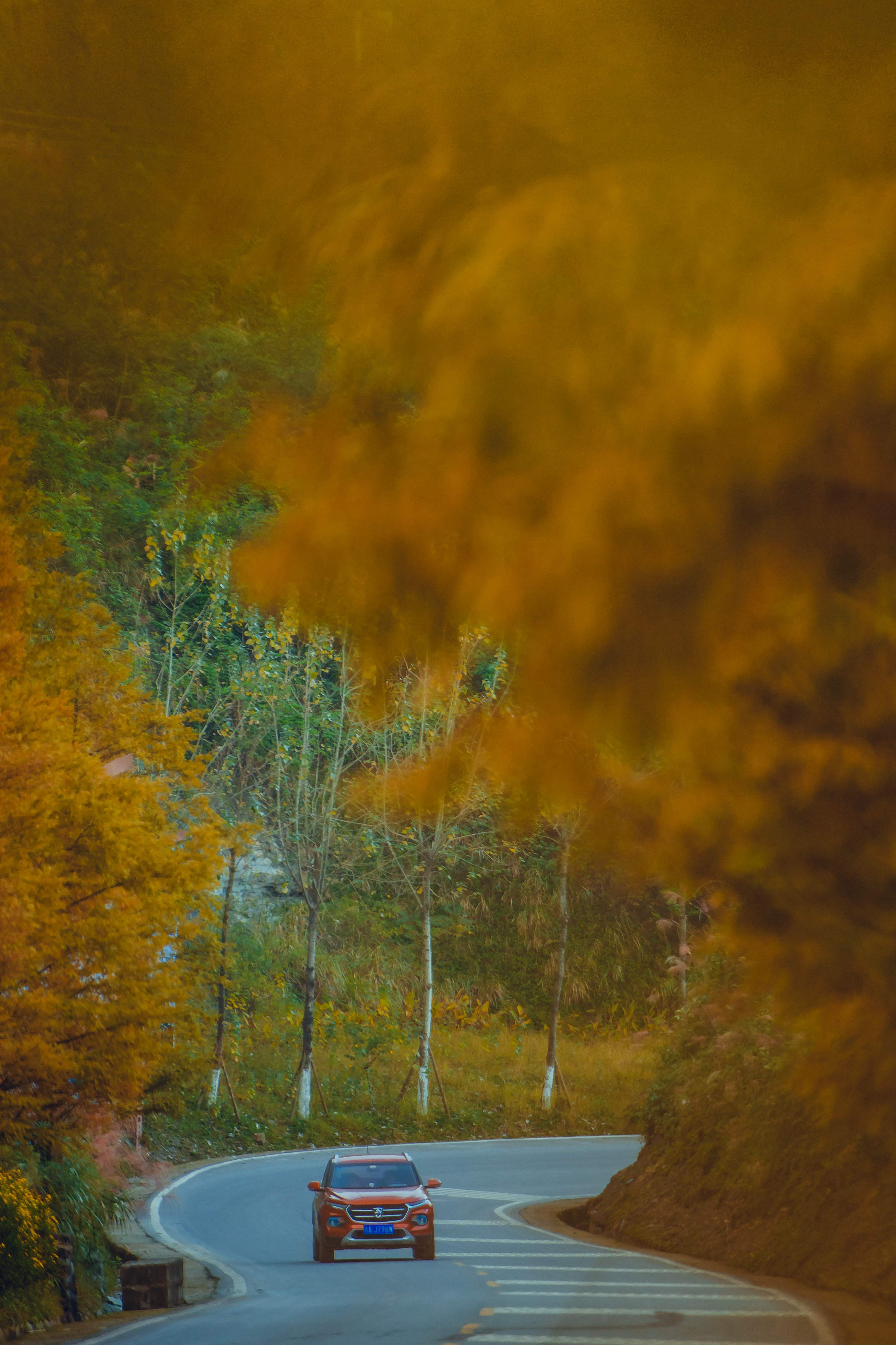 古剑山风景区旅游大道的水衫树树叶渐黄，散发着迷人的色彩，游人开车驶入，车在景中行。（摄影：陈星宇）