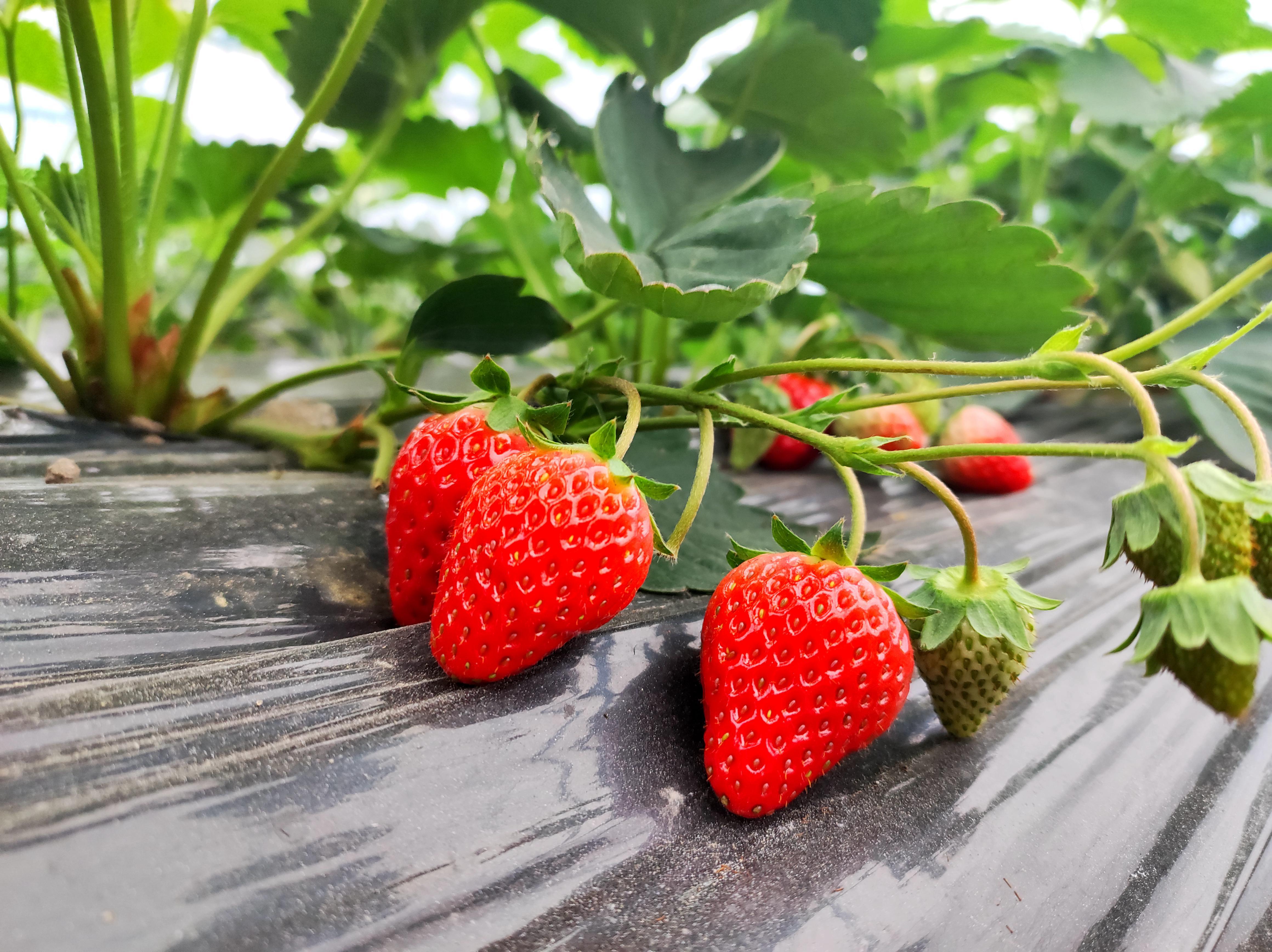 鲜红的草莓散发着诱人的果香。（花坝村提供）