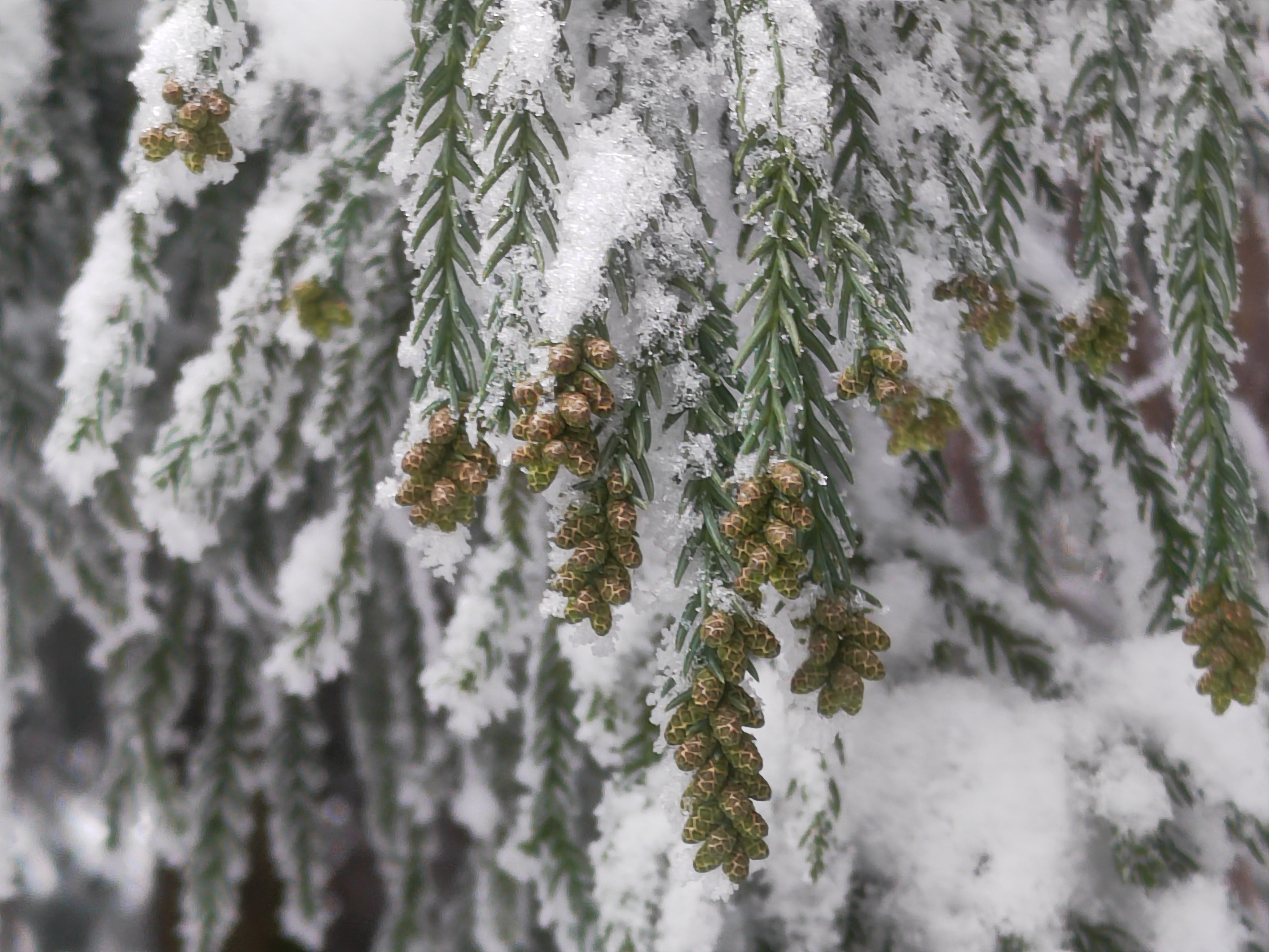 雪4.jpg