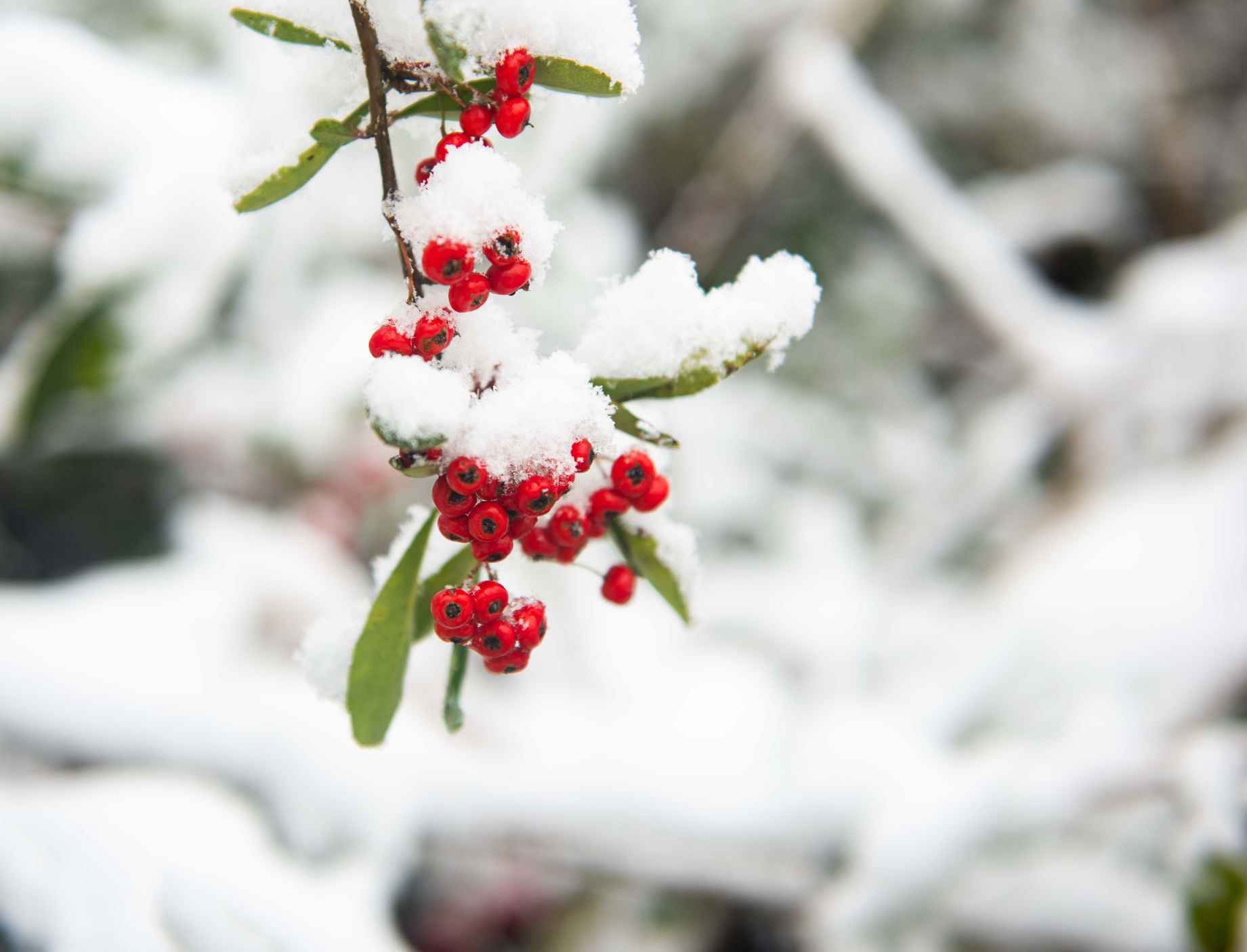 雪中美景。（摄影：肖七妹）