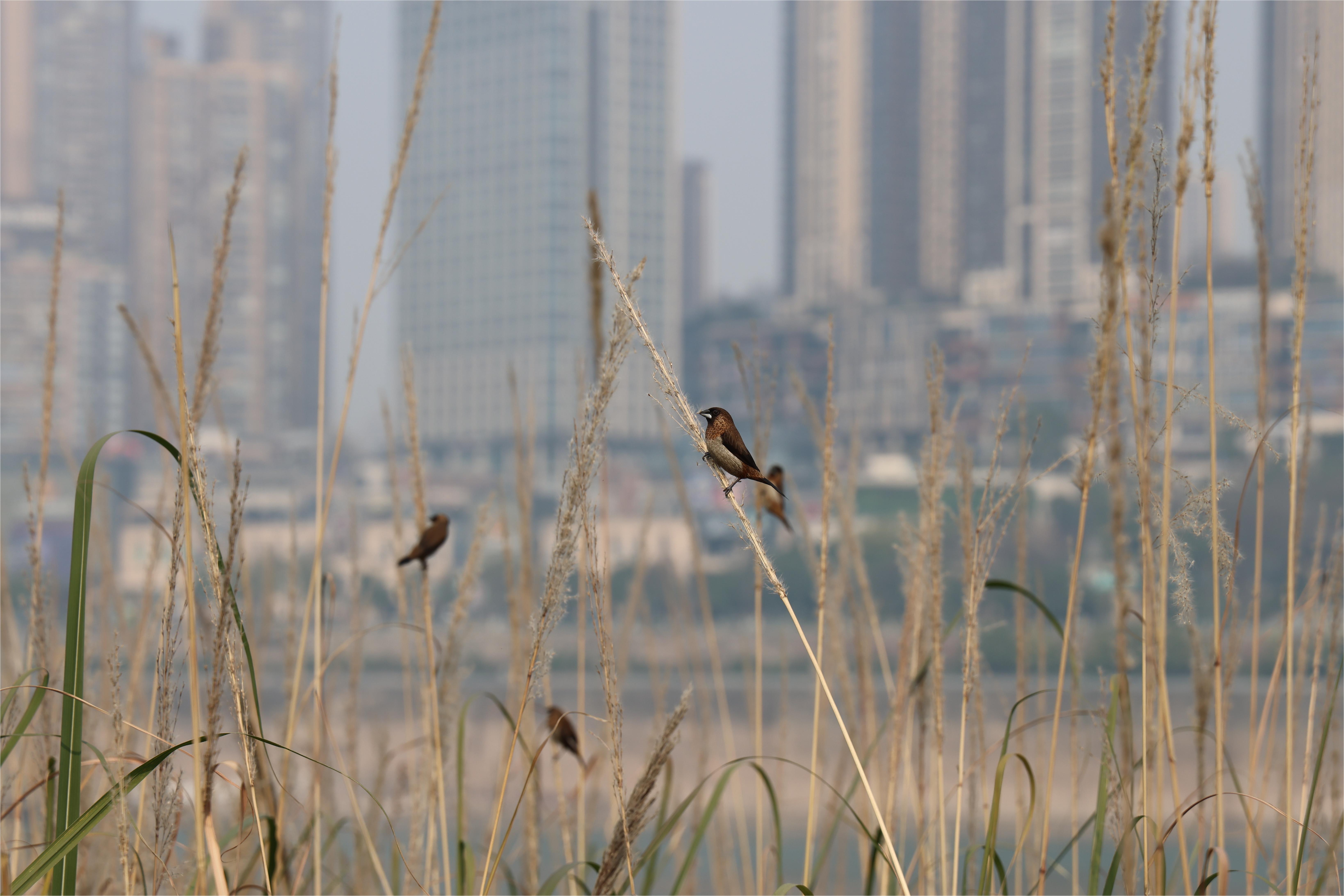 江滩公园芦苇丛中的鸟。汪晶晶摄