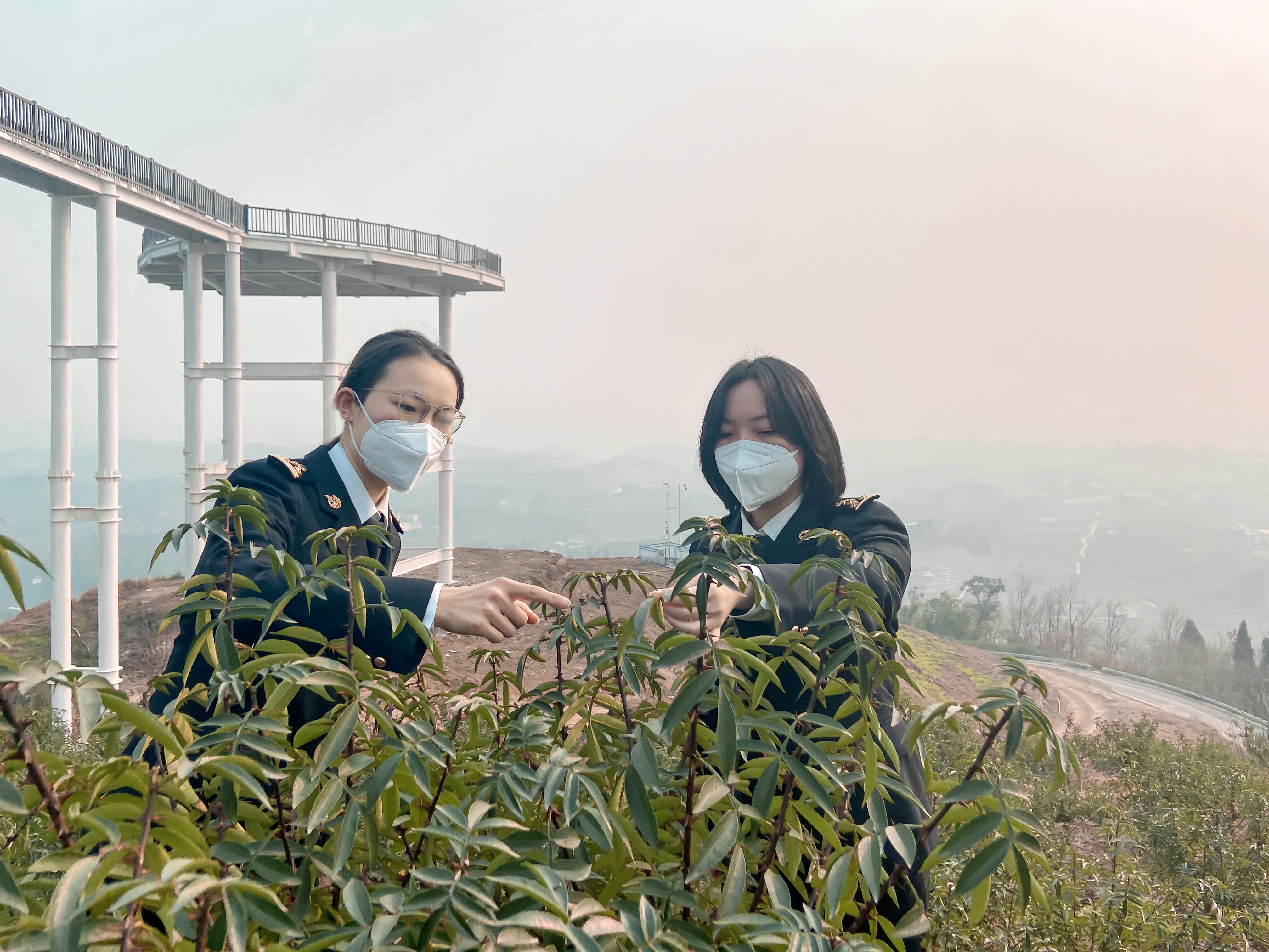 关员实地调研江津九叶青椒情况 渝关摄.jpg