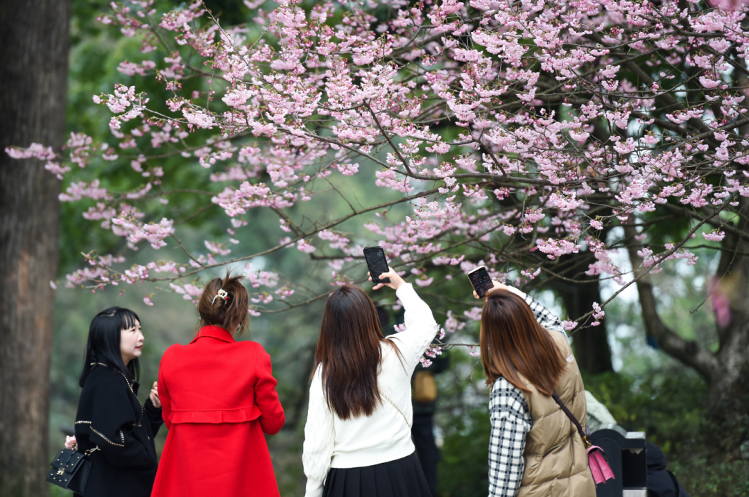 市民们用手机拍摄樱花。（郭旭 摄）