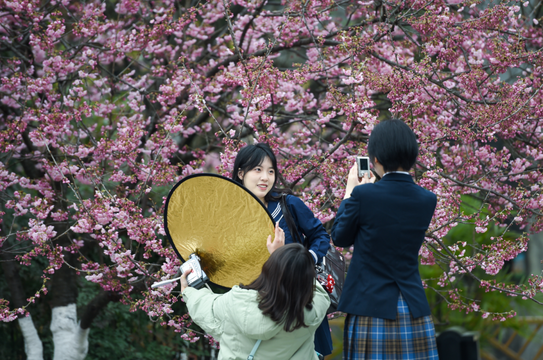 女孩们在樱花树下拍照。（郭旭 摄）