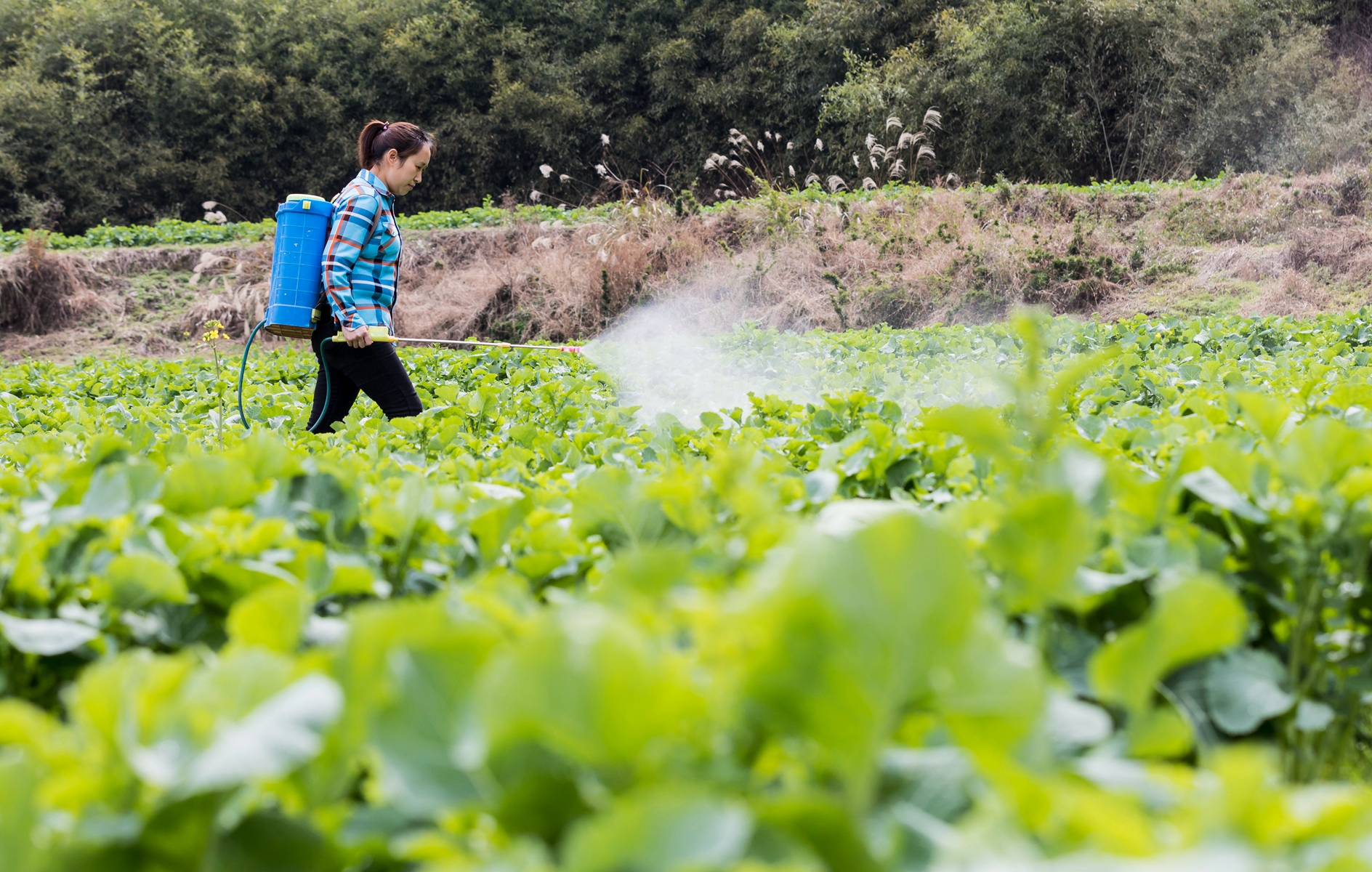 村民在给油菜喷药防病虫害.jpg