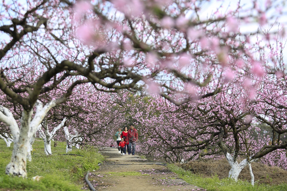 游人在北碚区东阳街道苓茏苑欣赏盛开的桃花。秦廷富 摄.jpg