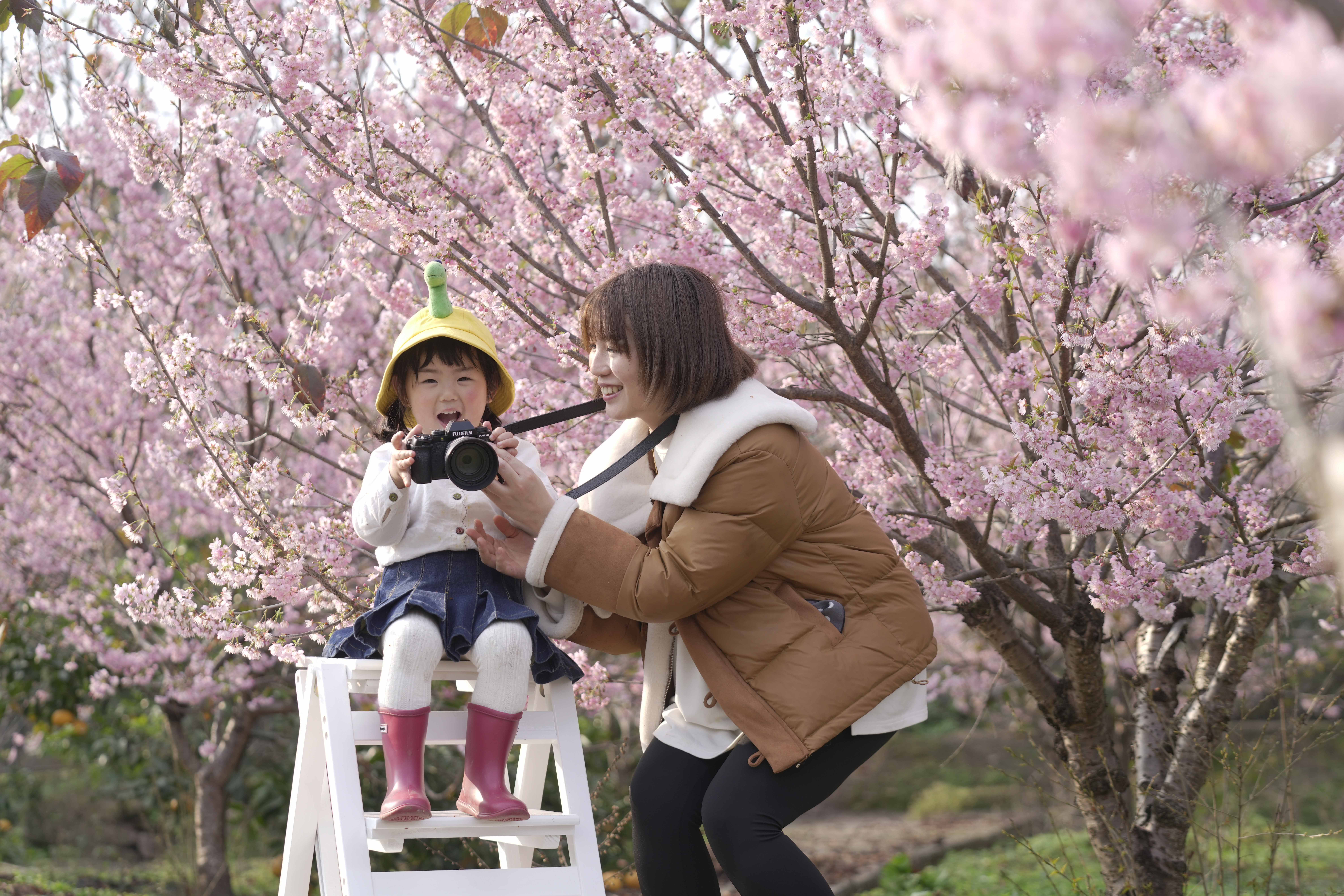 家长带着孩子在重庆市北碚区澄江镇五一村樱花橘乡农业公园内拍摄盛开的樱花。代宇航     摄.jpg