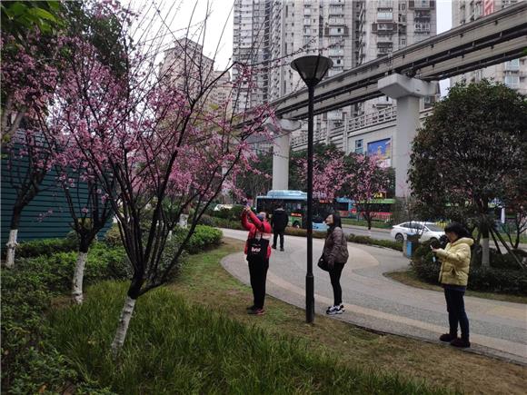 市民用手机拍下红梅花开美景。通讯员 范永根 摄