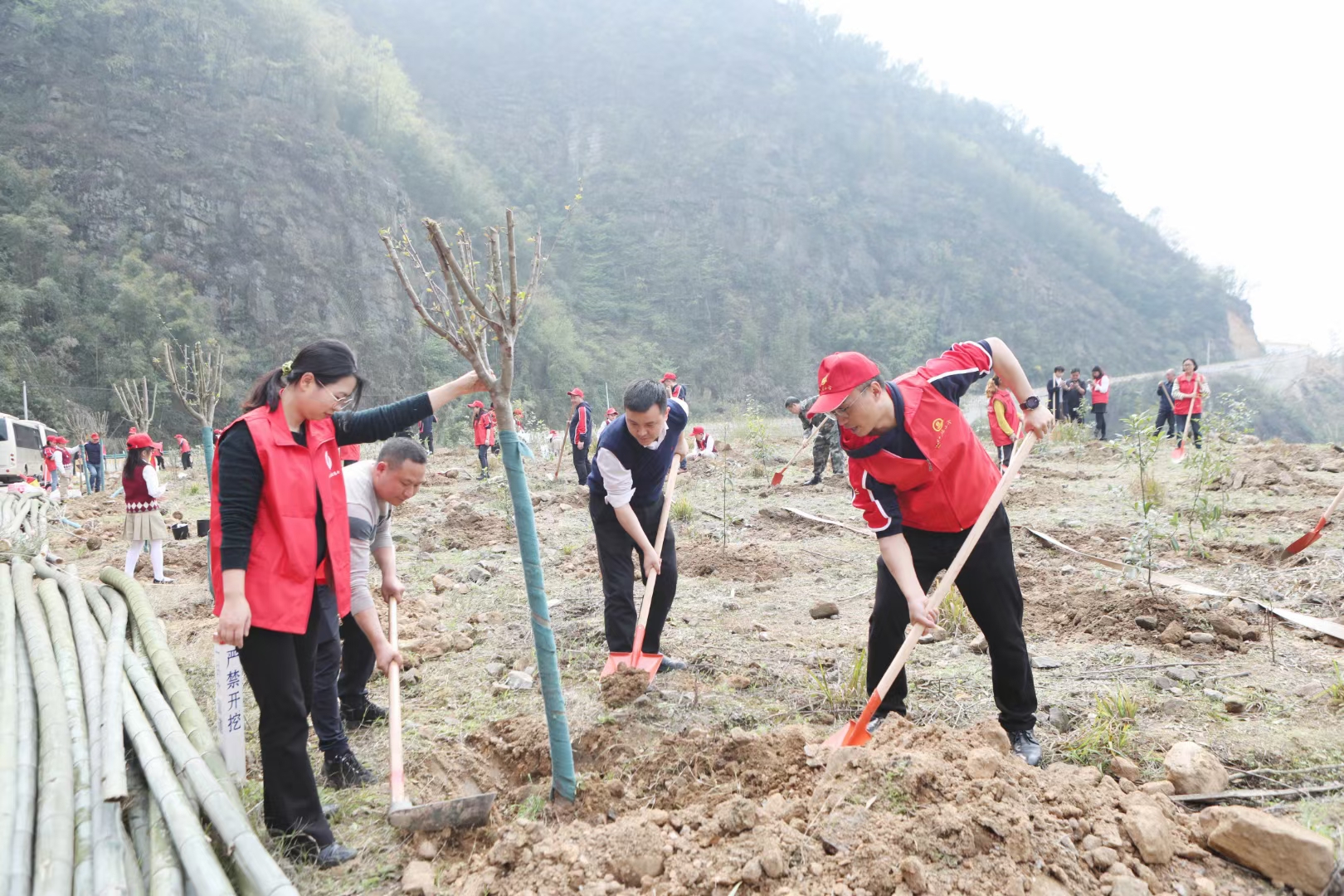 手植一棵树 新添一抹绿。阳春三月，草长莺飞，万物生长。3月10日，永川区茶山竹海街道农业服务中心、妇联、团工委联合红旗小学师生代表，在大桥村手爬崖开展主题为&ldquo;履行植树义务，共建美丽茶山&rdquo;春季义务植树活动。在植树点，大家分工合作，挖坑、扶苗、铲土、浇水，将300余株海棠、桢楠树苗植入树坑，苗木迎风而立，焕发出盎然的生机。旨在营造植绿、爱绿、护绿、兴绿的良好氛围 (5).jpg