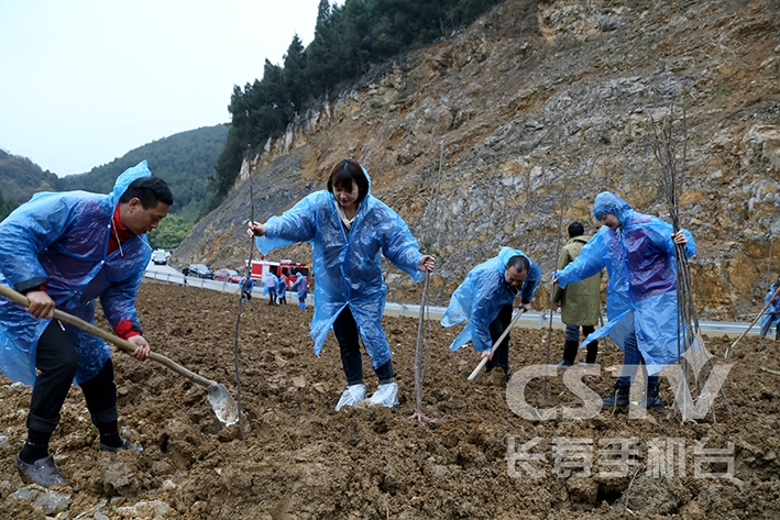 葛兰镇植树活动 (1) (复制).jpg