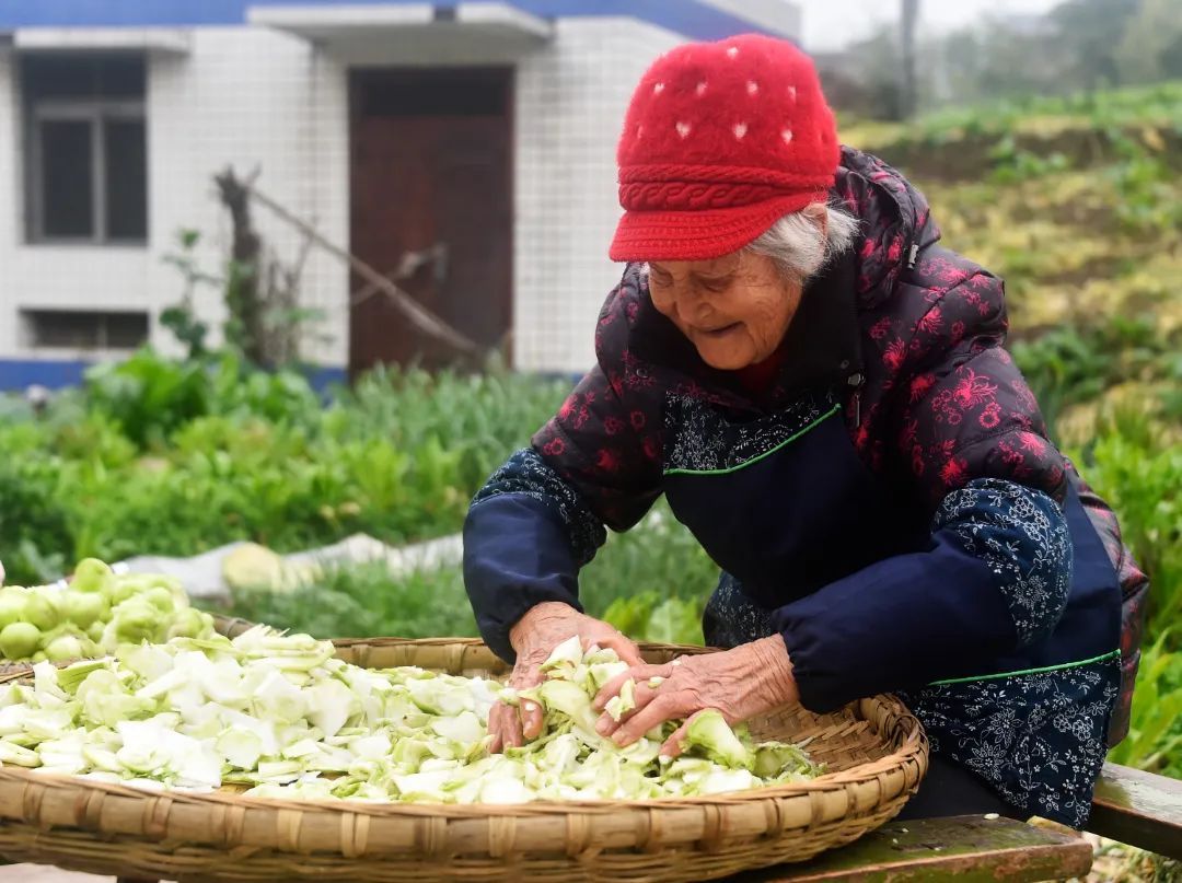 彭婆婆在制作手工榨菜。黄河 摄