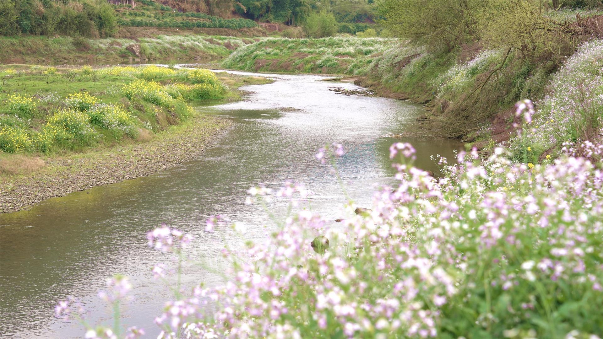 沿河绽放的“野萝卜花”。熊威 摄