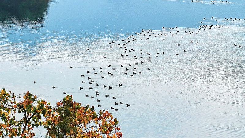 汉丰湖上水鸟蹁跹。开州融媒体中心供图