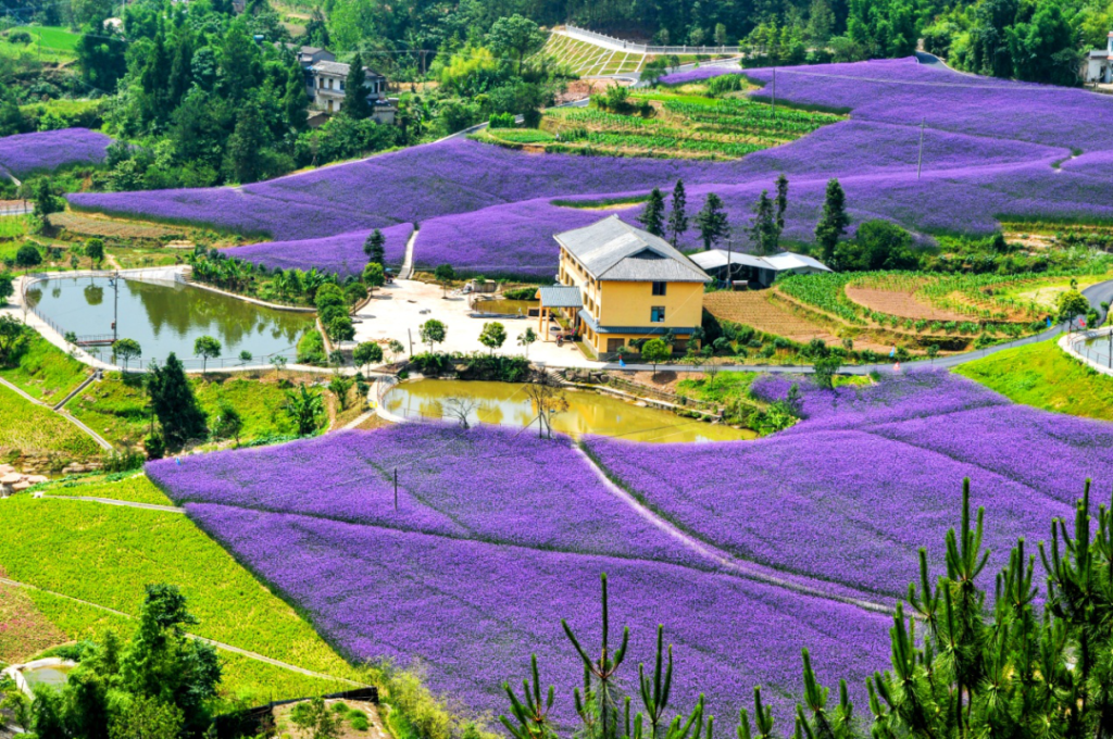 万州凤凰花果山景区风光。景区供图