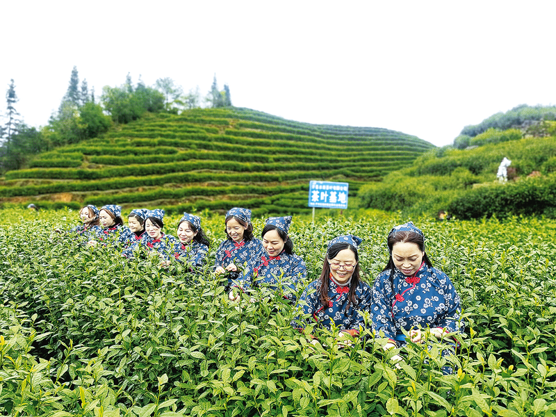 重庆开州：“科技赋能”茶更香 “一片叶子”促振兴