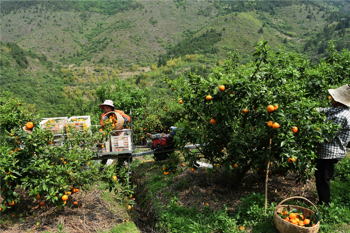 4月17日，巫山县大昌镇白洋村桔颂园果树种植基地，果农将采摘的果子装进无人驾驶的单轨运输车。记者　王忠虎　摄.JPG