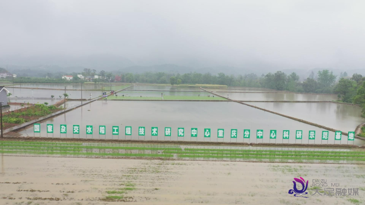 118个水稻新品雨中插秧 试验田里孕育新希望